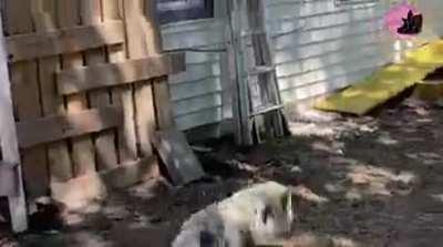 Charlotte learned how to open the door