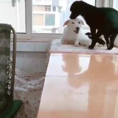 While mam feeds her puppies dad brings her a treat 🥰