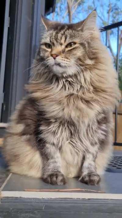 Elvis enjoys feelin' the wind in his floofs.