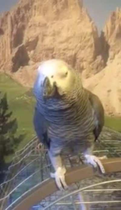parrot sings in Russian
