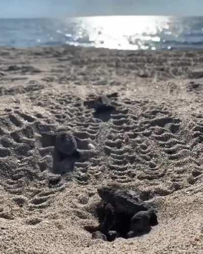 Their Journey is only beginning...