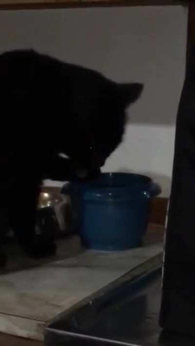 I fed my neighbours' cat while they were away. She did this for three. whole. minutes.