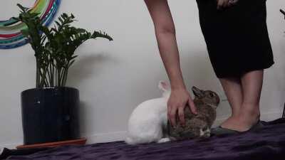 They'll do anything for pellets.