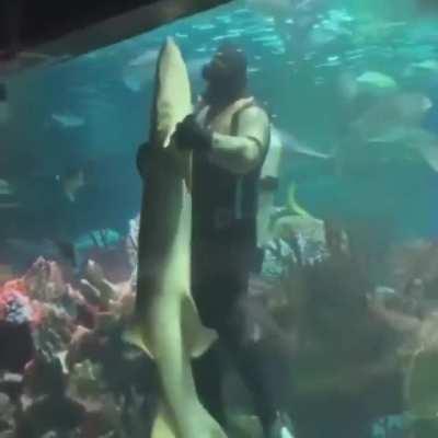 dancing with a shark?