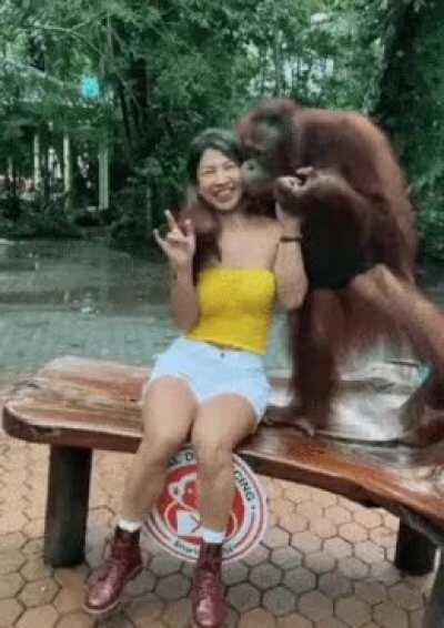 This Ape Turned Out To Be A Creeper...