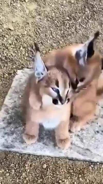 Baby Caracals