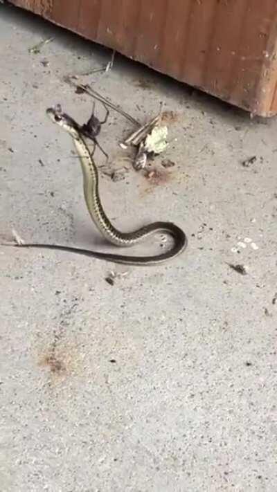 Snake gets got by a Black Widow