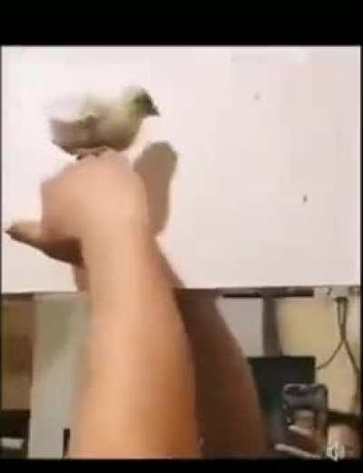 I saw a short video here of a mosquito getting crushed. Here's something incredibly fucking cathartic for my fellow mosquito haters.