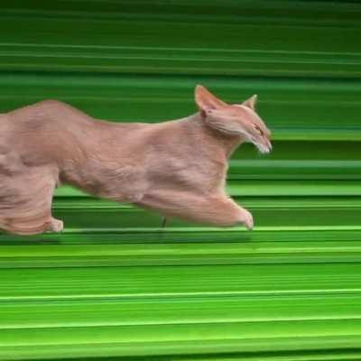 Blursed Kaaaaaaaaaaaaaaaaaaaat