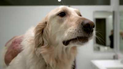 Chicky Beaky not enjoying the lift