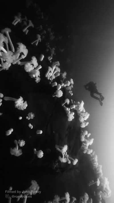 Diving above a colony of giant plumose anemones off Vancouver Island