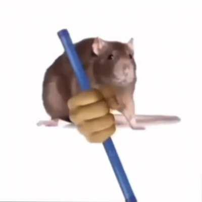Rat