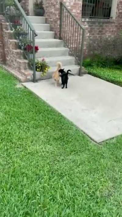 наряжаются в летучую мышь на Хэллоуин