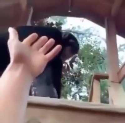 Monke helping hooman