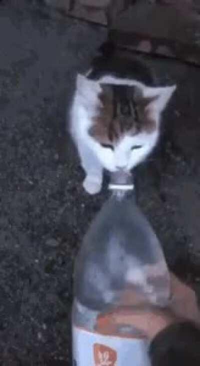 Feeding a cat drinks