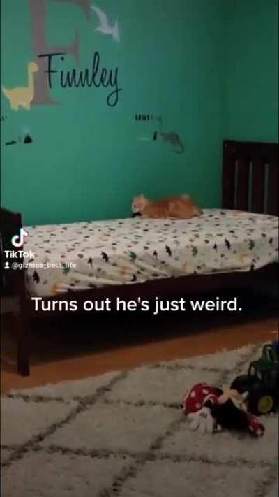 Gizmo Yells CONSTANTLY