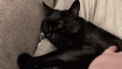 My happy purry void 🖤