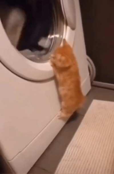 Cutest kitty watching dryer 😺🤗