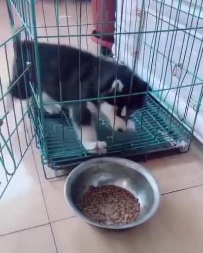 The goodest boy is not the smartest boy