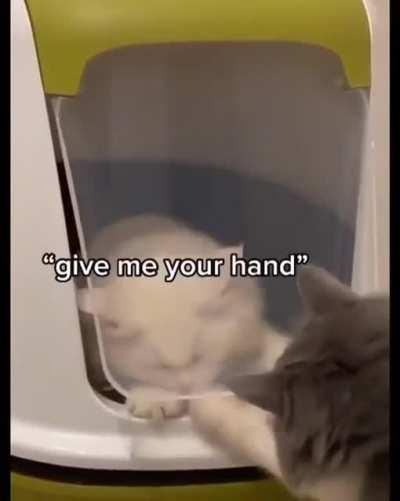 Cat thinks he's trapped in the litterbox