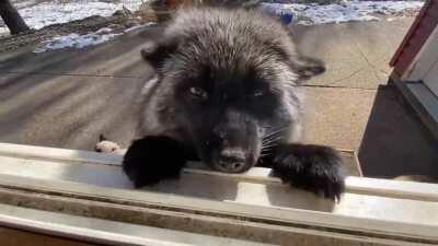 Happy customers intensifies