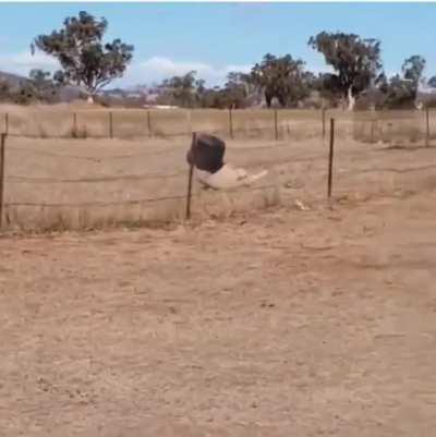 Sheep VS Bucket