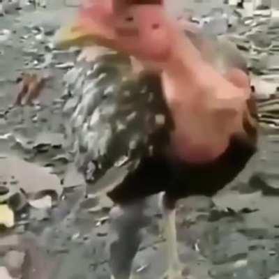 it have thomas eyes tho