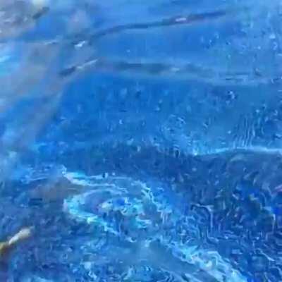 Just watch the puppy struggle