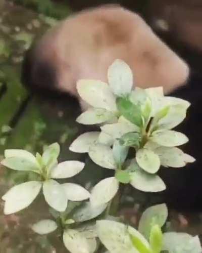 This Panda just rolling around