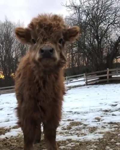 Fluffy cow 🐮❤️