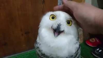 Happy Owl