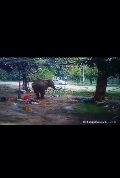 getting too close to an elephant