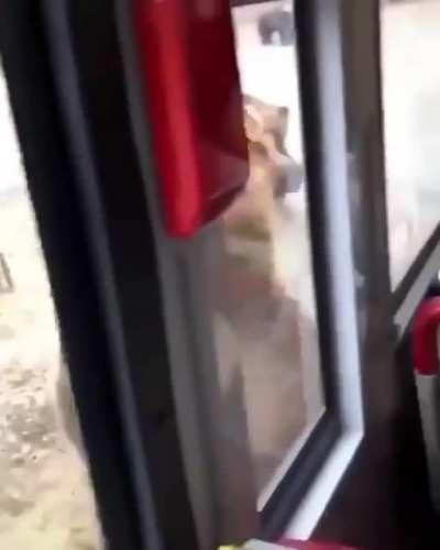 Is bear 🐻 enjoying the music or not