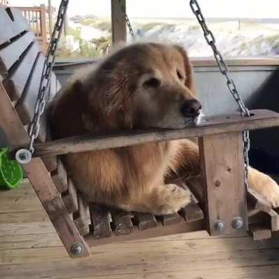 A peaceful pupper just enjoying a quiet day on the beach