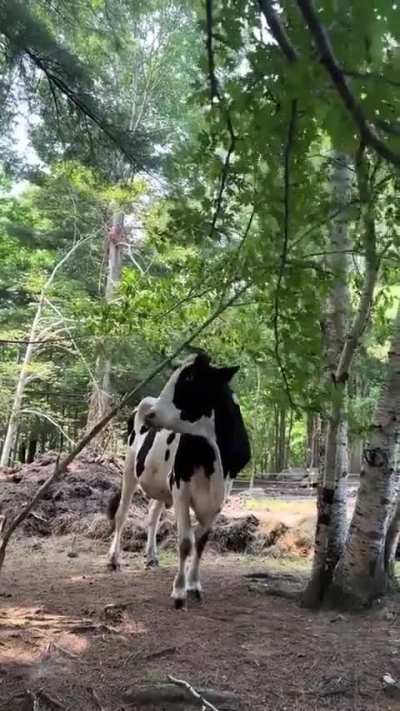 This Cow is G.O.A.T.
