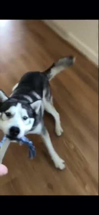 to take the rope from the Husky