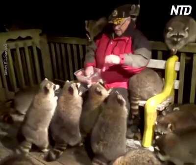 James “Raccoon Whisperer” Blackwood has been feeding raccoons on his porch for 21 years. This year, more have shown up.