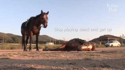 Horse acting dead whenever people try to ride it.