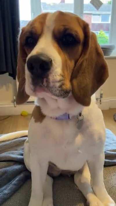 Please share your Mac and cheese with me, I am a poor starving beagle who has only had one dinner today!