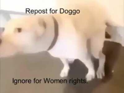 Cute doggo innit bru'v