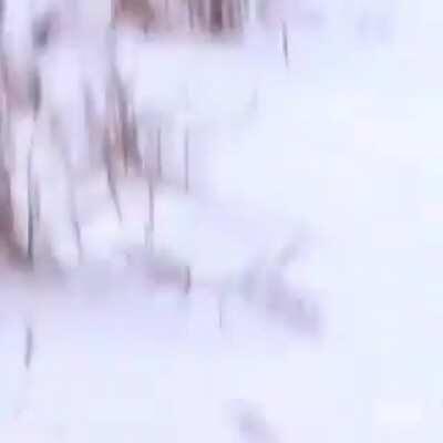 Saw this video of an owl pounce on prey in the snow in another sub, hope this isn't considered spam or something I just thought it would fit.