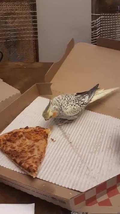 Smol gorl crashes pizza party