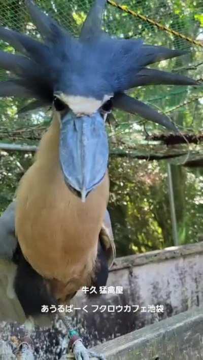 The Boat-Billed Heron. Eyes as black as night. Nocturnal. 