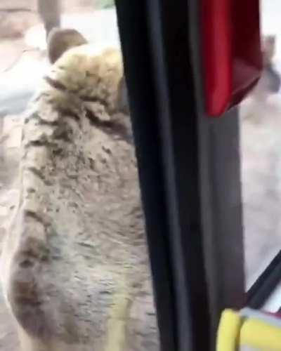 Out for a beary nice stroll