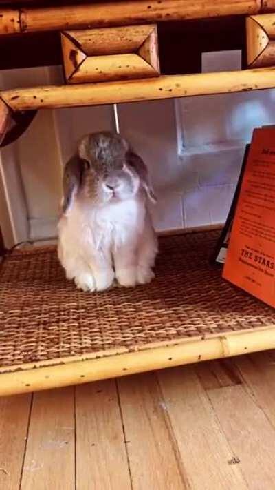 First day in our new home! Looks like Chewie already has his spot figured out🐰