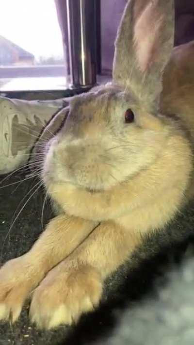 10/10 on the yawn scale