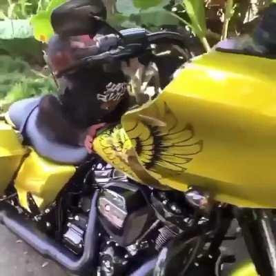 Mucalol atraindo as interesseiras