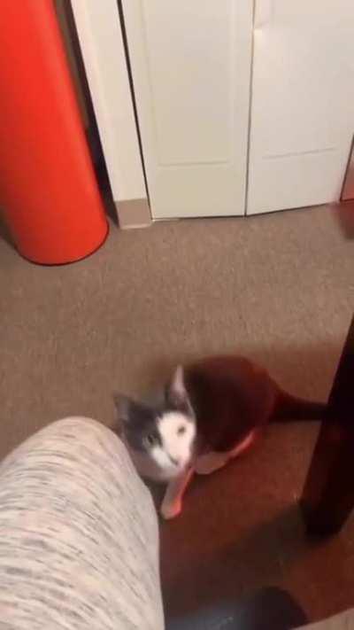 To keep the cat away from their drink