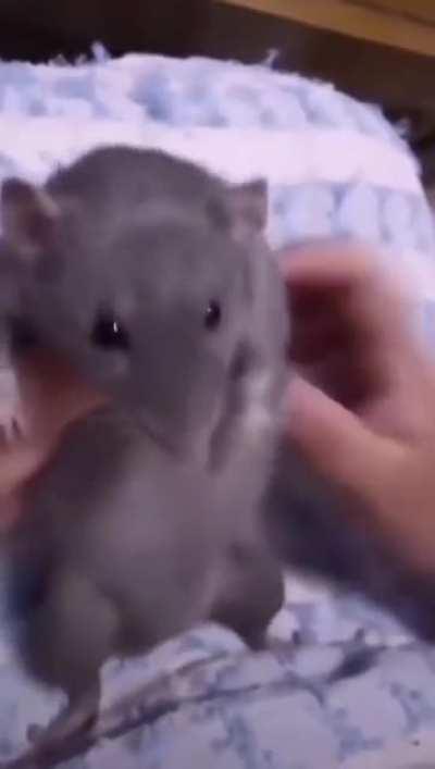 The rat’s dancing better than me 💃🏻🕺🏻
