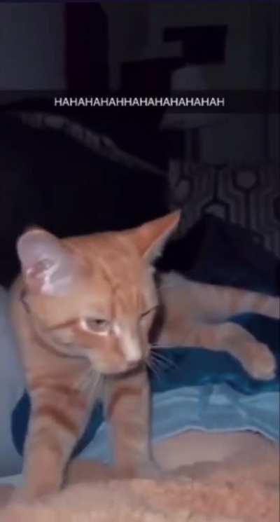 C_A_T__P_O_S_T_I_N_G